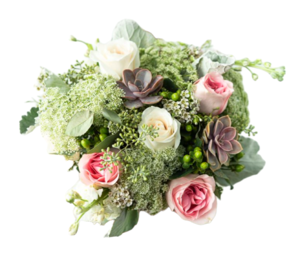 Sweet Succulent Bundle
