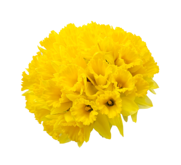 Spring Daffodil Bouquet