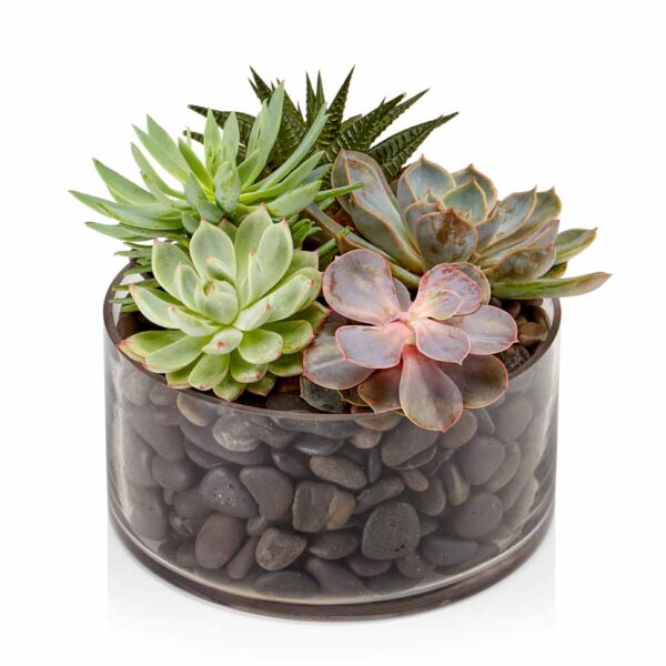 Succulent Dish